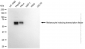 KD-Validated Anti-MITF Mouse Monoclonal Antibody