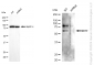 KD-Validated Anti-MITF Mouse Monoclonal Antibody