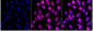 KD-Validated Anti-BCL10 Mouse Monoclonal Antibody