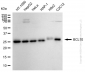 KD-Validated Anti-BCL10 Mouse Monoclonal Antibody