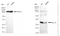 KD-Validated Anti-BCL10 Mouse Monoclonal Antibody