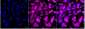 KD-Validated Anti-Phosphoglycerate Kinase 1 Mouse Monoclonal Antibody