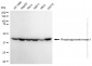 KD-Validated Anti-Phosphoglycerate Kinase 1 Mouse Monoclonal Antibody