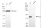 KD-Validated Anti-Phosphoglycerate Kinase 1 Mouse Monoclonal Antibody