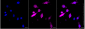 KD-Validated Anti-Adenylate Kinase 1 Mouse Monoclonal Antibody