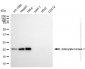 KD-Validated Anti-Adenylate Kinase 1 Mouse Monoclonal Antibody