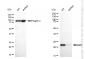KD-Validated Anti-Adenylate Kinase 1 Mouse Monoclonal Antibody