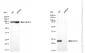 KD-Validated Anti-Superoxide Dismutase 2 Mouse Monoclonal Antibody