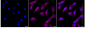 KD-Validated Anti-Mitogen-Activated Protein Kinase 1 Rabbit Monoclonal Antibody