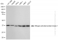 KD-Validated Anti-Mitogen-Activated Protein Kinase 1 Rabbit Monoclonal Antibody