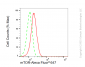 KD-Validated Anti-MTOR Rabbit Monoclonal Antibody