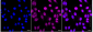 KD-Validated Anti-MTOR Rabbit Monoclonal Antibody