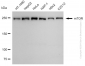 KD-Validated Anti-MTOR Rabbit Monoclonal Antibody