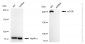 KD-Validated Anti-MTOR Rabbit Monoclonal Antibody