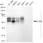 KD-Validated Anti-CD46 Rabbit Monoclonal Antibody