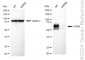 KD-Validated Anti-CD46 Rabbit Monoclonal Antibody
