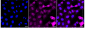 KD-Validated Anti-Phospho-eIF2 alpha (Ser51) Rabbit Monoclonal Antibody
