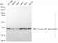 KD-Validated Anti-Phospho-eIF2 alpha (Ser51) Rabbit Monoclonal Antibody