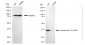 KD-Validated Anti-Phospho-eIF2 alpha (Ser51) Rabbit Monoclonal Antibody