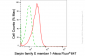 KD-Validated Anti-Serpin Family E Member 1 Rabbit Monoclonal Antibody