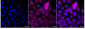 KD-Validated Anti-Serpin Family E Member 1 Rabbit Monoclonal Antibody