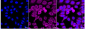 KD-Validated Anti-T-Complex 1 Rabbit Monoclonal Antibody