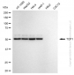 KD-Validated Anti-T-Complex 1 Rabbit Monoclonal Antibody