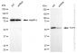 KD-Validated Anti-T-Complex 1 Rabbit Monoclonal Antibody