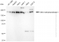 KD-Validated Anti-DNA Methyltransferase 1 Rabbit Monoclonal Antibody