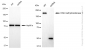 KD-Validated Anti-DNA Methyltransferase 1 Rabbit Monoclonal Antibody