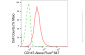 KD-Validated Anti-Basigin Rabbit Monoclonal Antibody