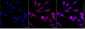 KD-Validated Anti-Basigin Rabbit Monoclonal Antibody