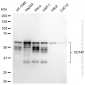 KD-Validated Anti-Basigin Rabbit Monoclonal Antibody