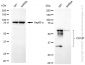 KD-Validated Anti-Basigin Rabbit Monoclonal Antibody