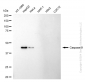 KD-Validated Anti-Caspase 9 Rabbit Monoclonal Antibody