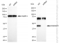 KD-Validated Anti-Caspase 9 Rabbit Monoclonal Antibody