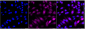 KD-Validated Anti-Caspase 9 Rabbit Monoclonal Antibody