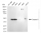 KD-Validated Anti-Caspase 9 Rabbit Monoclonal Antibody