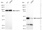 KD-Validated Anti-Caspase 9 Rabbit Monoclonal Antibody