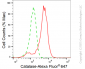 KD-Validated Anti-Catalase Rabbit Monoclonal Antibody
