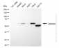 KD-Validated Anti-Catalase Rabbit Monoclonal Antibody