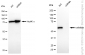 KD-Validated Anti-Catalase Rabbit Monoclonal Antibody