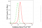 KD-Validated Anti-Catalase Rabbit Monoclonal Antibody