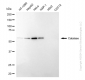 KD-Validated Anti-Catalase Rabbit Monoclonal Antibody