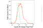 KD-Validated Anti-Cyclin B1 Rabbit Monoclonal Antibody