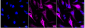 KD-Validated Anti-Cyclin B1 Rabbit Monoclonal Antibody