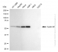 KD-Validated Anti-Cyclin B1 Rabbit Monoclonal Antibody