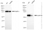 KD-Validated Anti-Cyclin B1 Rabbit Monoclonal Antibody