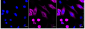 KD-Validated Anti-Cyclin B1 Rabbit Monoclonal Antibody