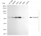 KD-Validated Anti-Cyclin B1 Rabbit Monoclonal Antibody
